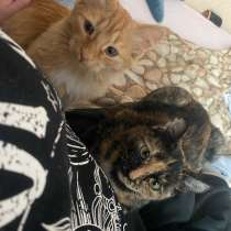 Котята в добрые руки, в Челябинске