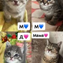 ОТДАМ КОТЯТ☺️, в Орске