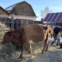 Продам корову, в Чите