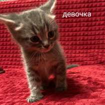 Котята в добрые руки, в Нижнем Новгороде