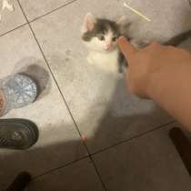 Котёнок 3неделя, в Одинцово