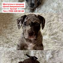 Щенки Американский булли, в Владивостоке