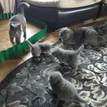 Scottish Fold, schottische Katze, в г.Белосток