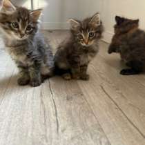 Отдаю котят, в Улан-Удэ