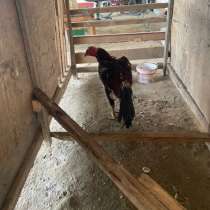 Кореец - Тайчик , 10к по пустякам не писать, в Кизляре