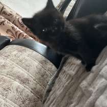 Котенок, в Бузулуке