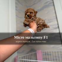 Мальтипу f1 micro корея типаж Lux, в Москве
