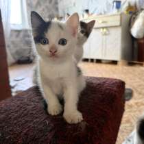Котята. Мальчики, в Кургане
