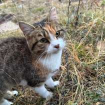 Отдам кошку в добрые, в Якутске