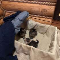 Отдам котят в заботливые семьи, в Ульяновске