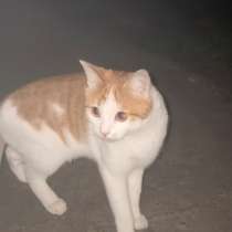 Котик ищет дом, в Климовске