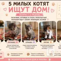 Отдам даром котят, в Ногинске