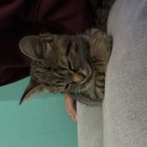 Котенок даром, в Костроме