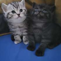 Bht kitte, британские котята, в г.Plettenberg Bay