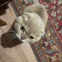 Кот, в Ногинске