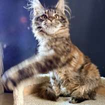 Котенок мейн кун, в Москве