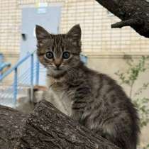 котенок, в Ставрополе