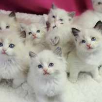 Котодетки Ragdoll, в Нижнем Новгороде