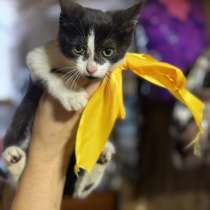 Котенок в добрые руки, в Москве