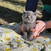 Скоттиш страйт и Скоттиш фолд, в г.Пулавы