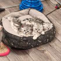 Шотландские котята, в Кемерове