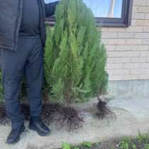 Туя Смарагд, в Новокубанске