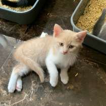 Котенок в добрые руки, в Махачкале