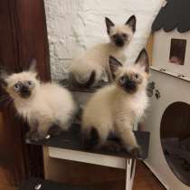 Невские маскарадные котята, в Ростове-на-Дону