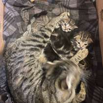 Шотландские вислоухие котята, в Кемерове