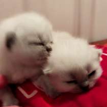 Scottish fold male, Scottish strait female. WCF rodovid, в г.Закопане