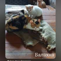 Помогите пожалуйста пристроить трех красивых котят, в Балахне
