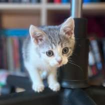 Котенок в добрые руки, в Бронницах