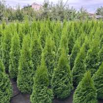 Продам очень красивые туи, в Нальчике