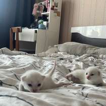 Котята, в Канске