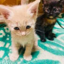 Котята в добрые руки, в Уфе