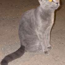 Британский котенок, в Пензе