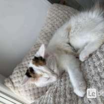 котенок не продаётся, в Верхней Пышмы