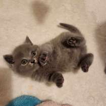 Котята скотиш фолд/ страйт, в г.Лиссабон