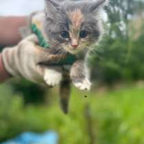 Отдам котенка в добрые руки, в Туле