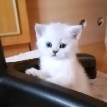 Британские котята, в г.Гродно