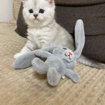 Шотландский котенок, в Москве