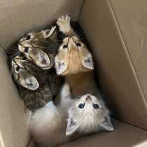 Брошенные котята, в Омске
