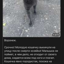 Отдам кошечку в добрые руки, в Воронеже
