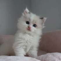Котята Ragdoll для хорошей семьи, в Москве