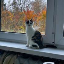 Котенок в добрые руки, в г.Витебск