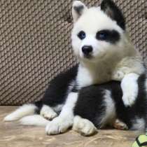 Yakutian Laika puppies, в Новом Уренгое