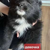 Два щенка были найдены в дичайшем состоянии, в Раменское