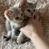 Котята серебристой шиншилла расцветка табби, в Воронеже