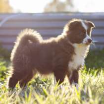 Yakutian Laika puppies (chocolate-white or brown girl), в Новосибирске