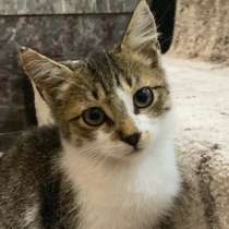 Котёнок, отдам котёнка в добрые руки, в Майкопе